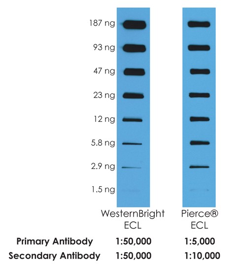Westernbright ECL requires up to ten times less antibody than Pierce ECL